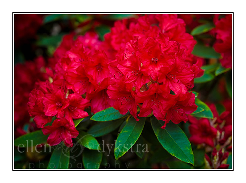 The rhododendrons were easily six feet tall