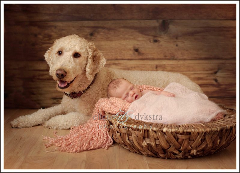 newborn_pictures_with_dogs