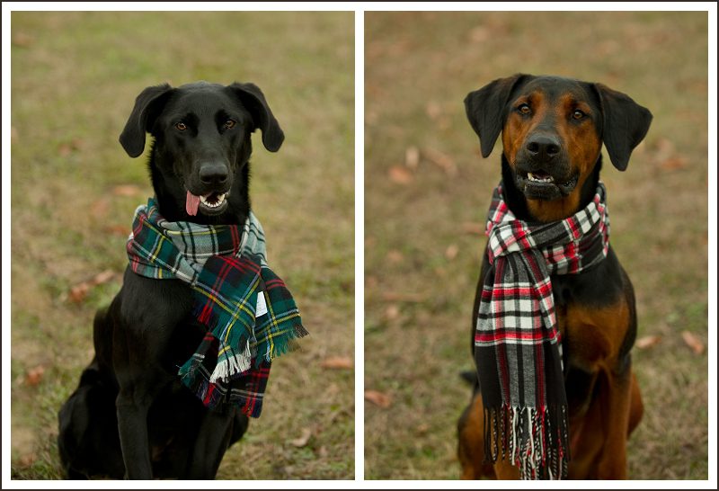 dogs-in-christmas-scarves