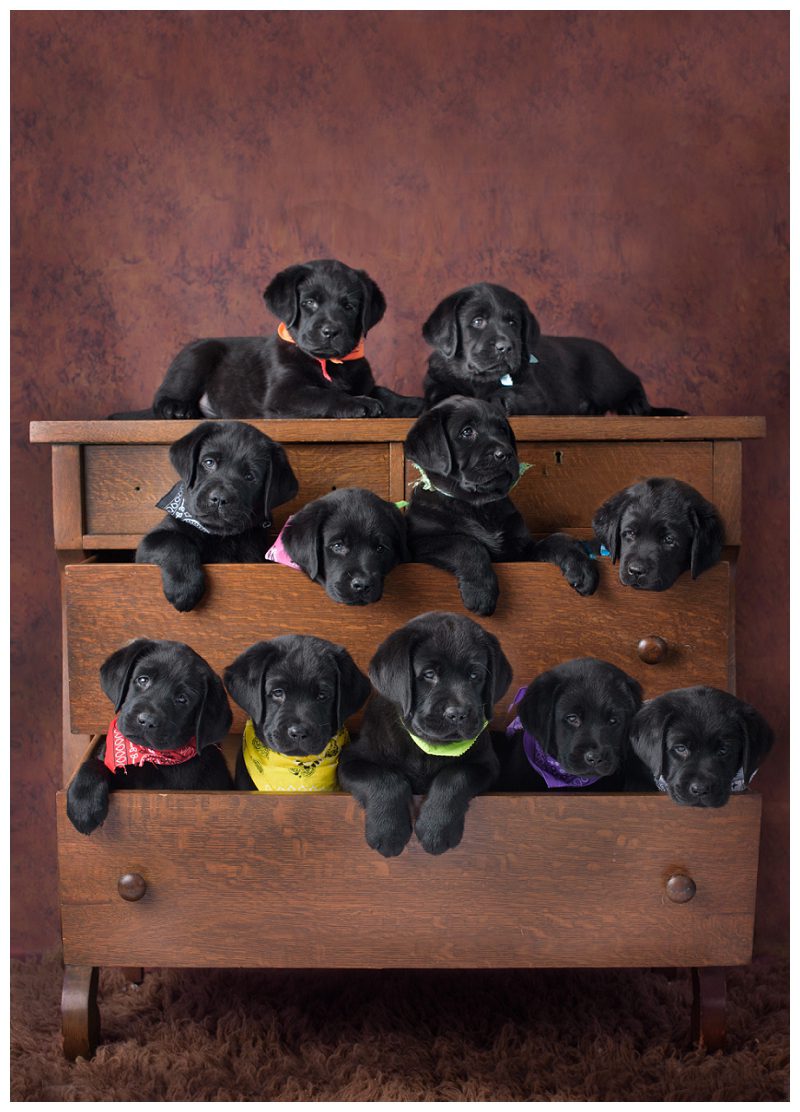 litter of lab puppies in dresser drawers