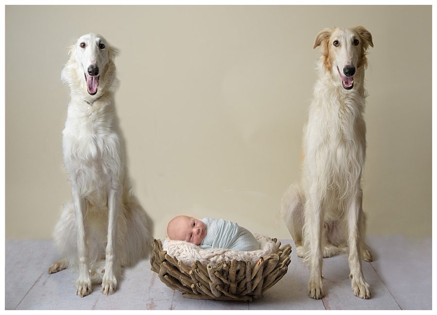 newborn baby and tall dogs